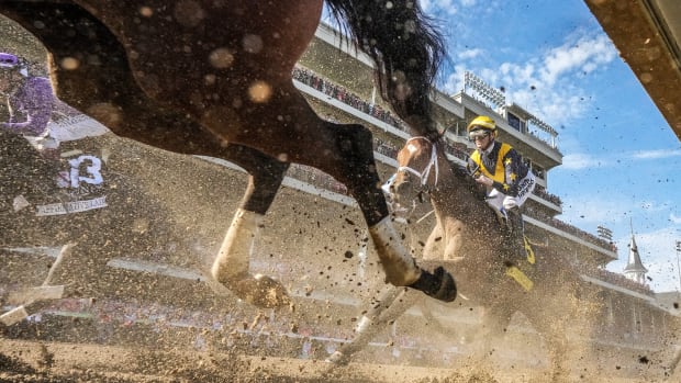 The field for the 149th Running of the Kentucky Oak makes their way past the grandstands at Churchill Downs.